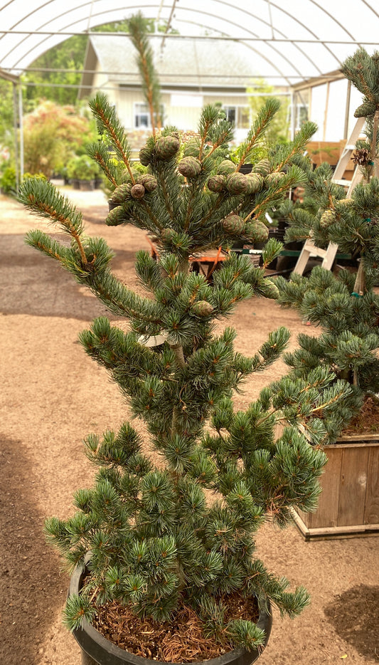 Pinus parviflora 'Cleary'