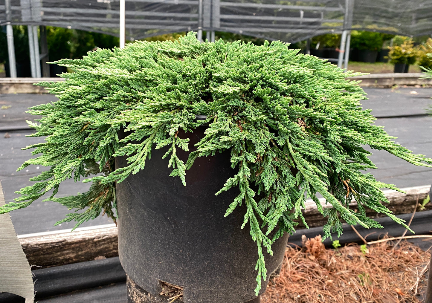 Juniperus horizontalis 'Pancake'