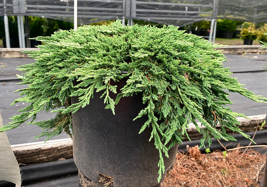 Juniperus horizontalis 'Pancake'