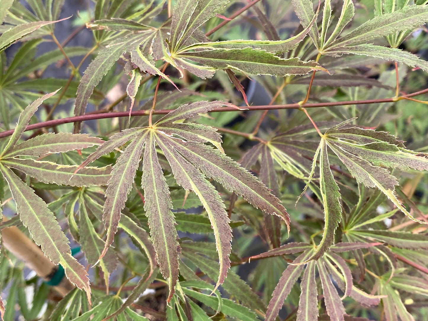 Acer palmatum 'Beni shi en'