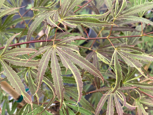 Acer palmatum 'Beni shi en'
