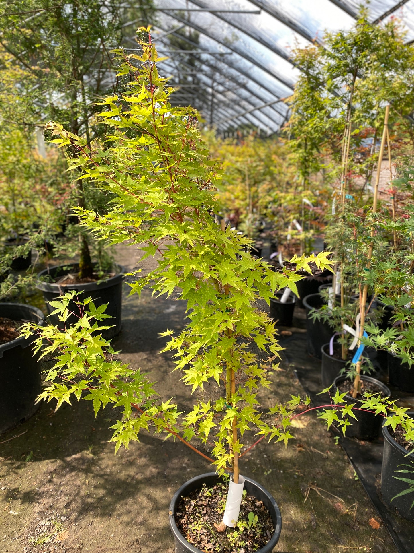 Acer palmatum 'Winter Orange'
