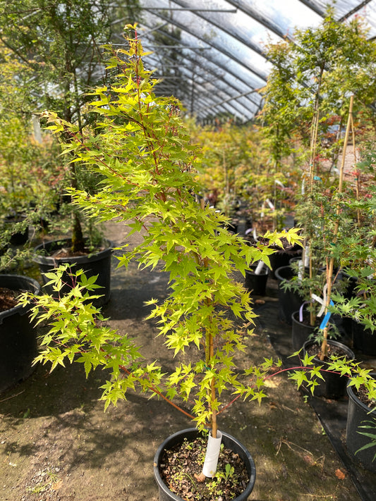 Acer palmatum 'Winter Orange'