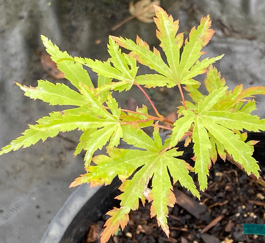 Acer palmatum 'Anne Irene'