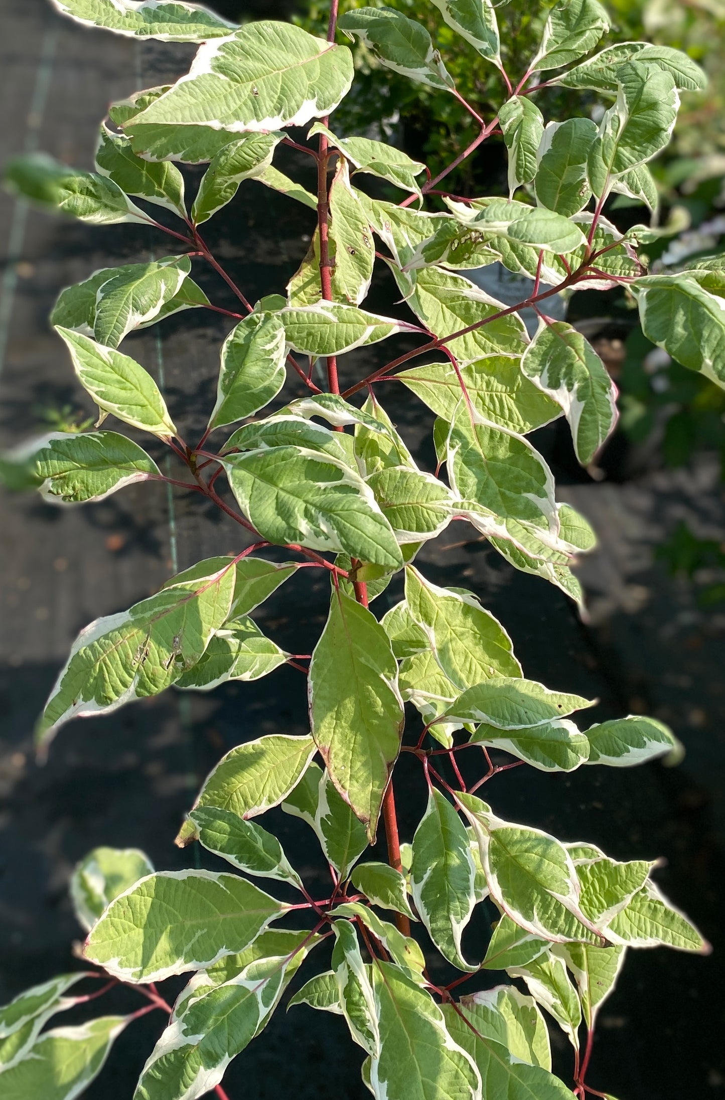 Cornus alba 'Elegantissima'
