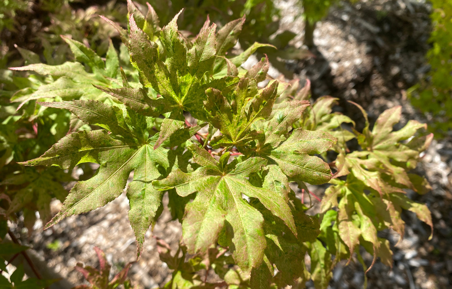 Acer palmatum 'Ukigumo'