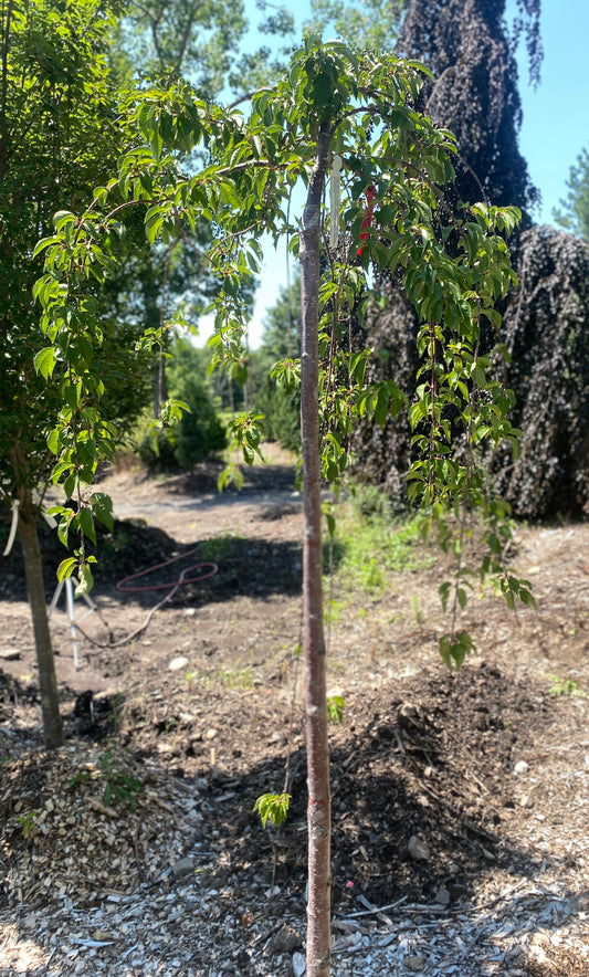 Prunus subhirtella var. pendula 'Snofozam'