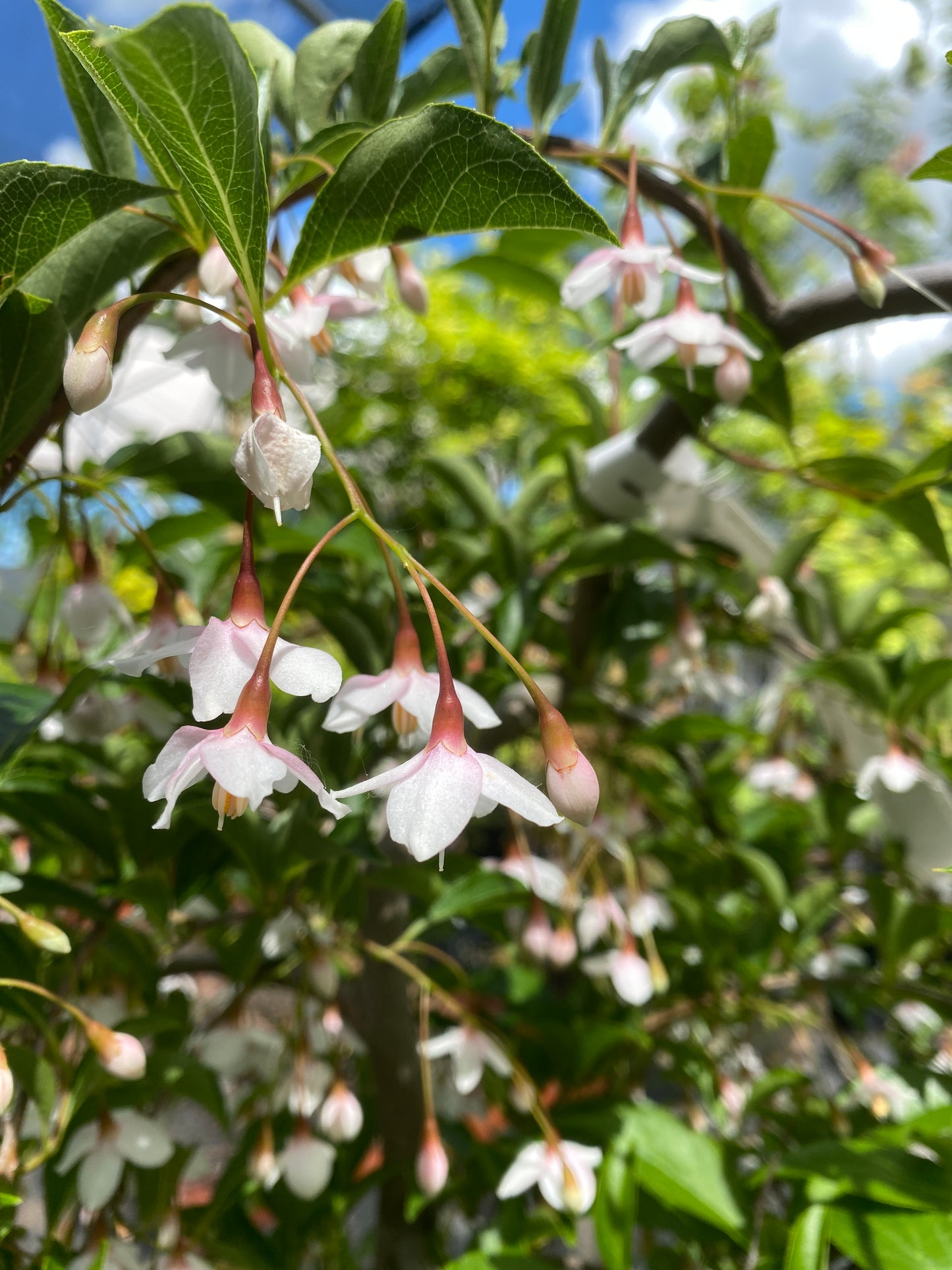 Styrax japonicus 'Momo shidare'