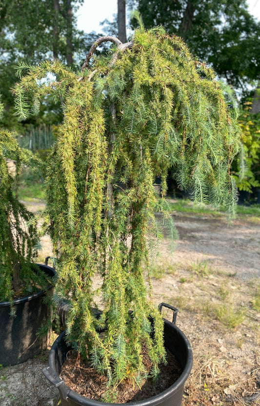 Larix decidua  'Pendula'