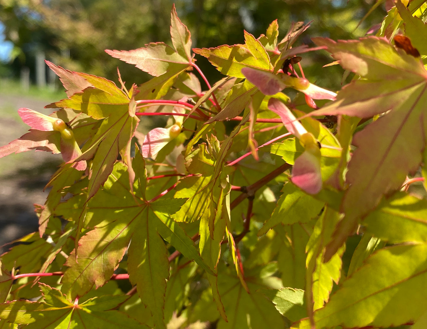 Acer palmatum 'Columnar'