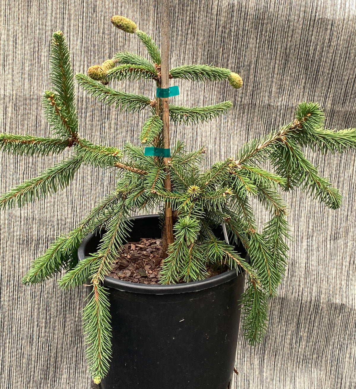 Picea abies 'Acrocona'