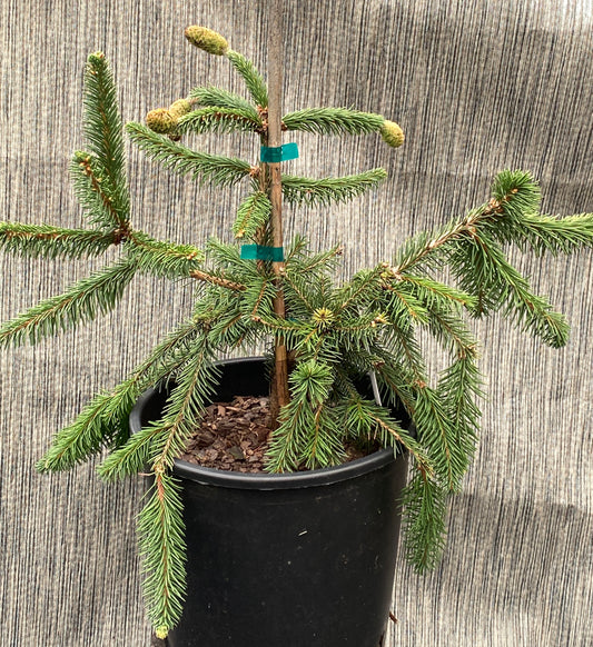 Picea abies 'Acrocona'