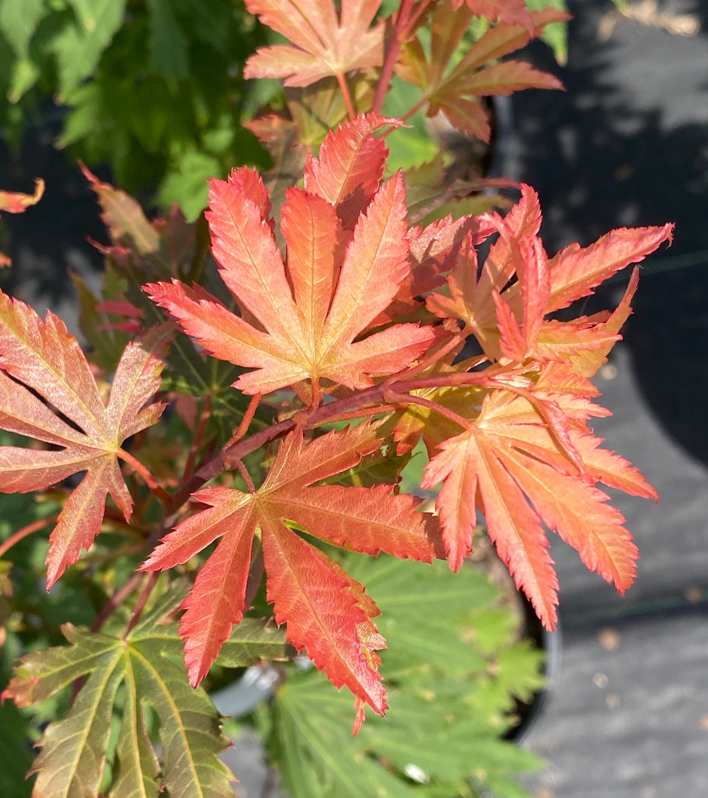 Acer circinatum 'Kisetsu dore'