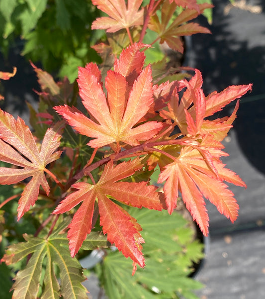 Acer circinatum 'Kisetsu dore'