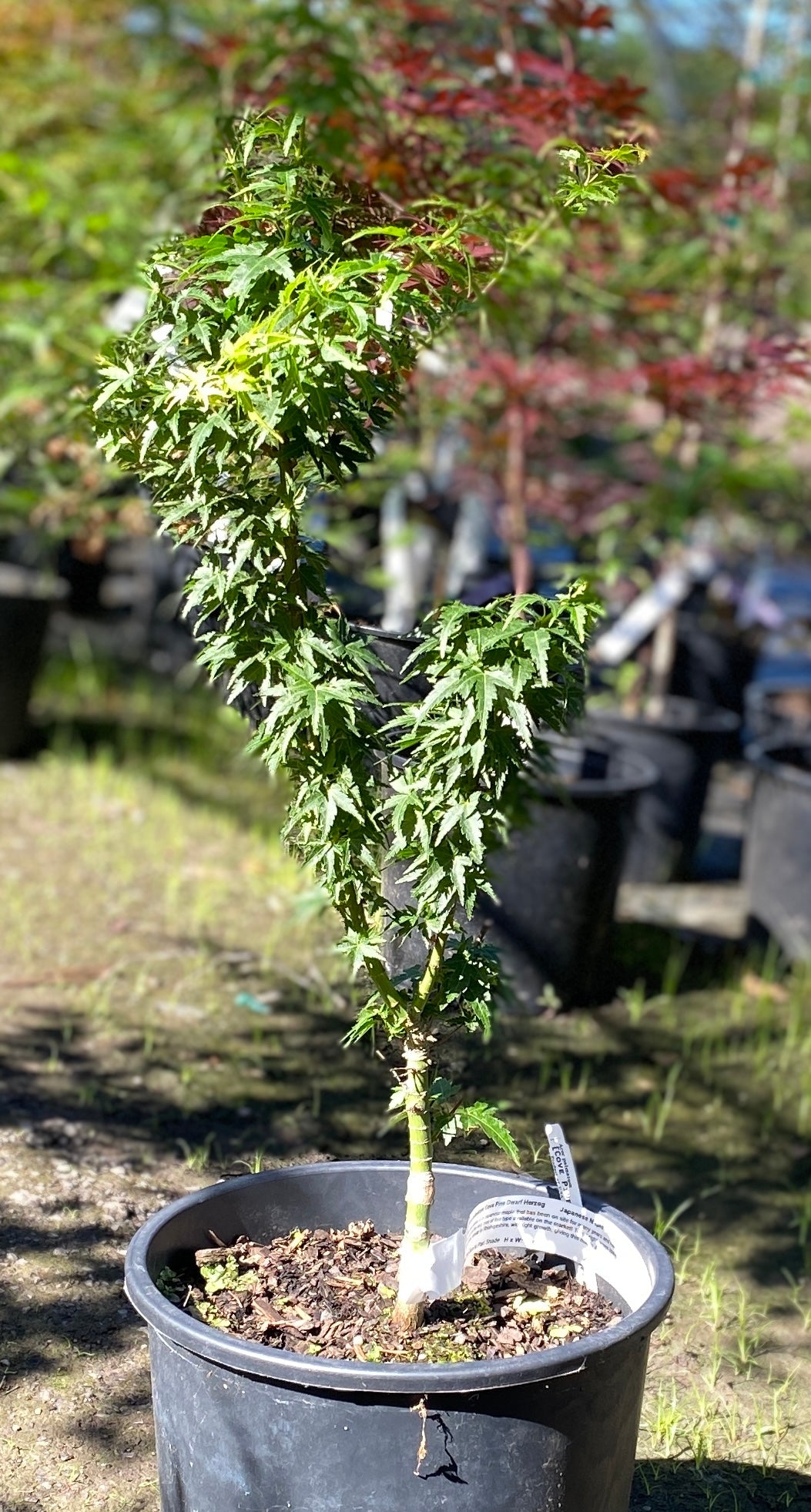 Acer palmatum Cove Pine Dwarf Herzog