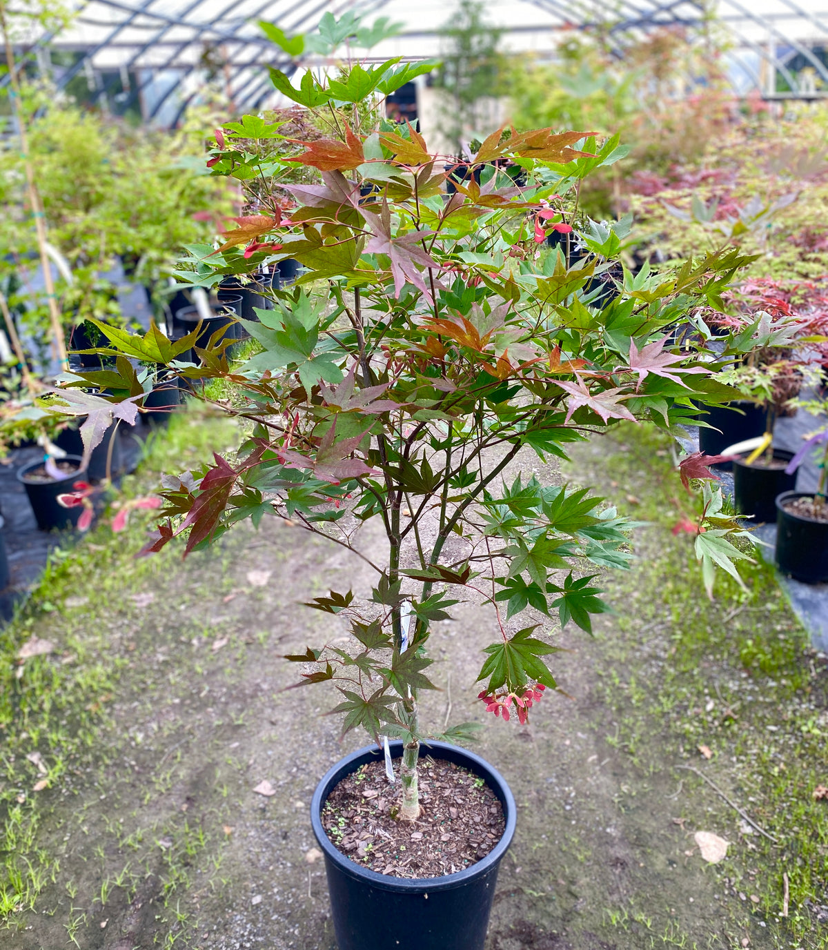 Acer palmatum 'Omato'