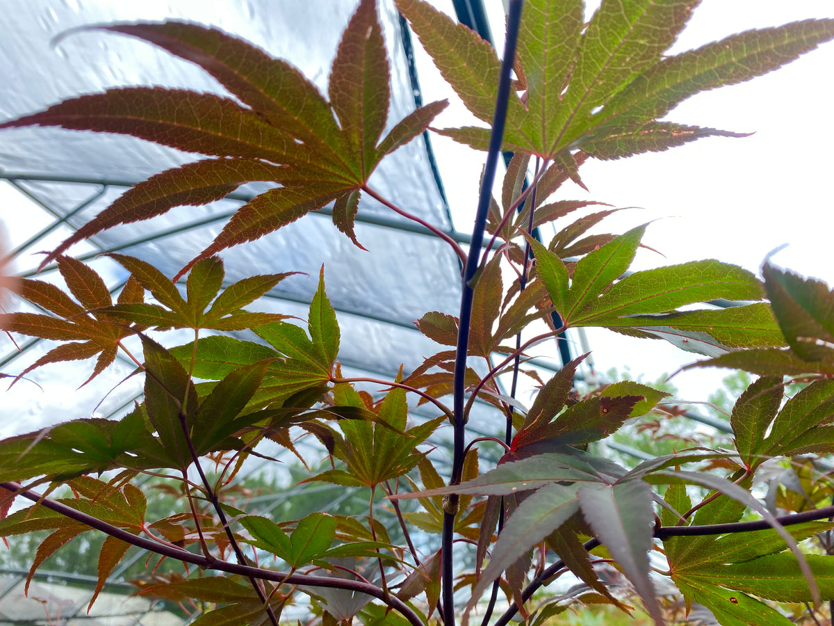 Acer palmatum 'Moonfire'