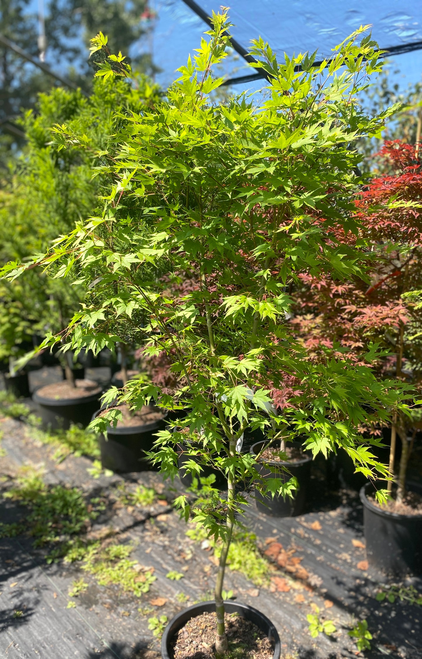 Acer palmatum 'Tobiosho'