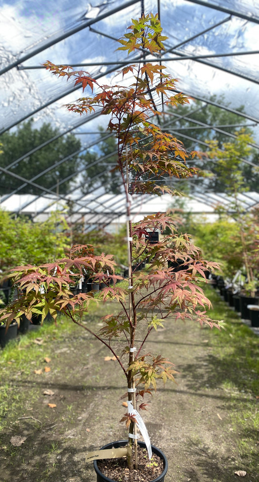 Acer palmatum 'Pastel'