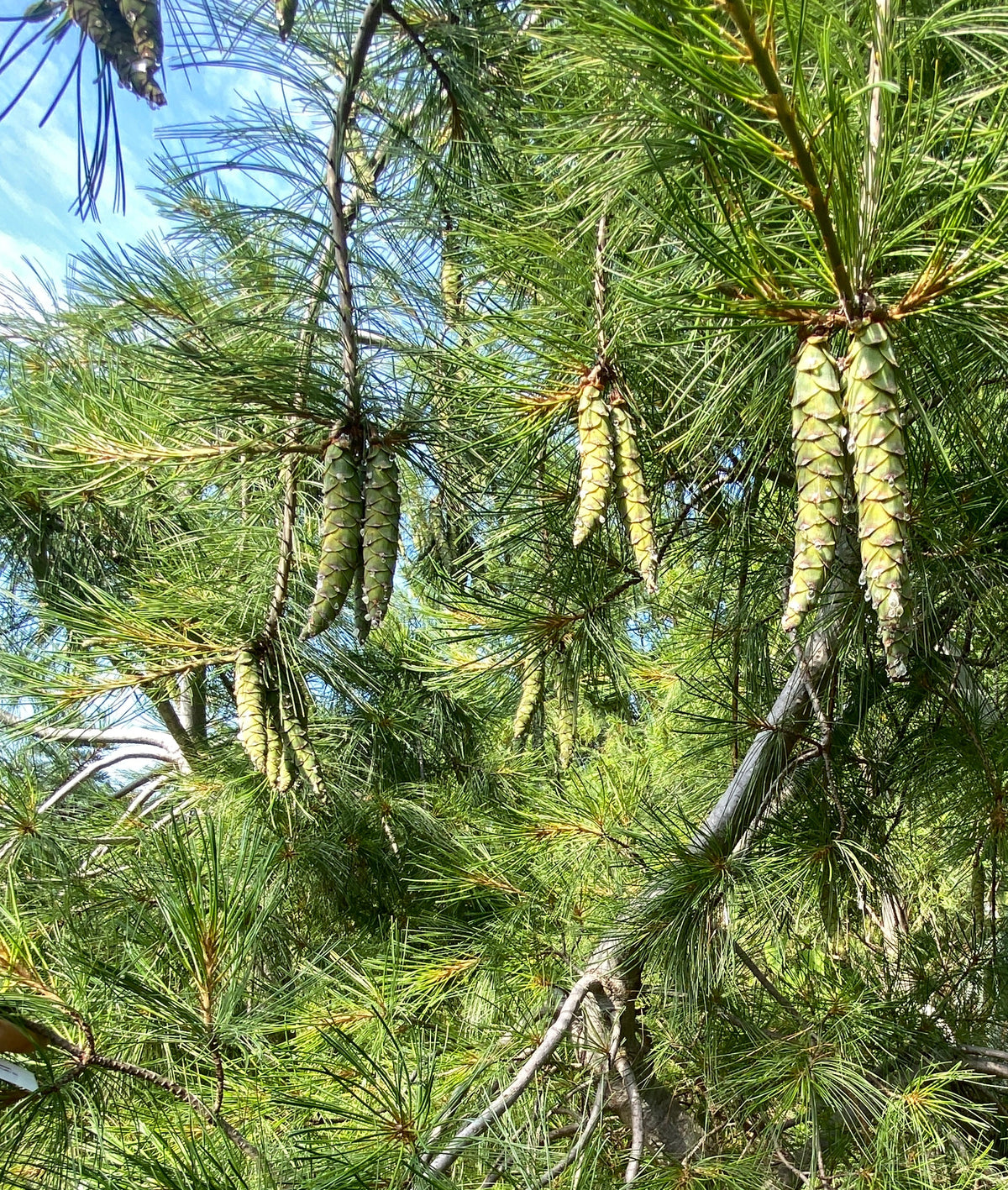 Pinus strobus 'Pendula'