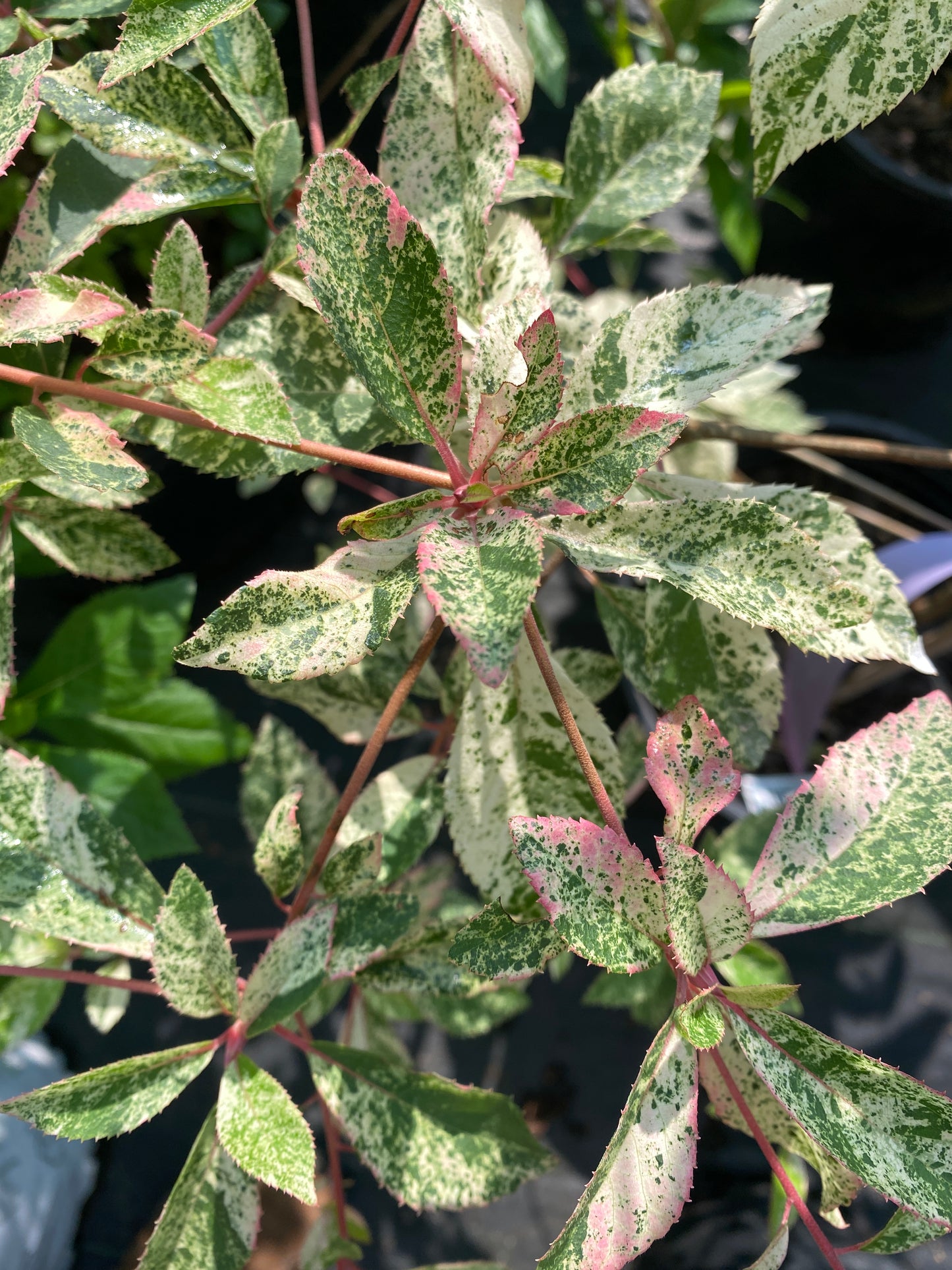 Clethra barbinervis 'Takeda Nishiki'