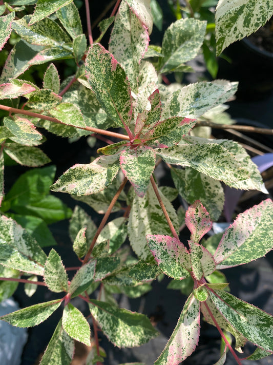 Clethra barbinervis 'Takeda Nishiki'