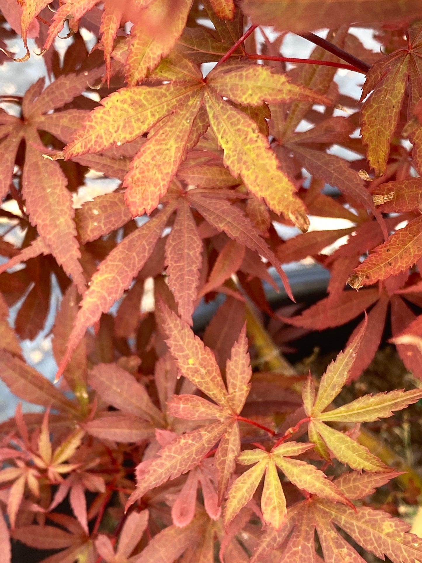 Acer palmatum 'Skeeter's Broom'