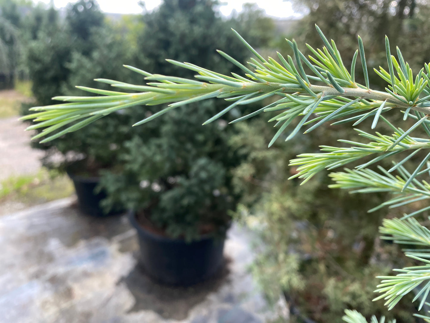 Cedrus deodara 'Descanso Dwarf'