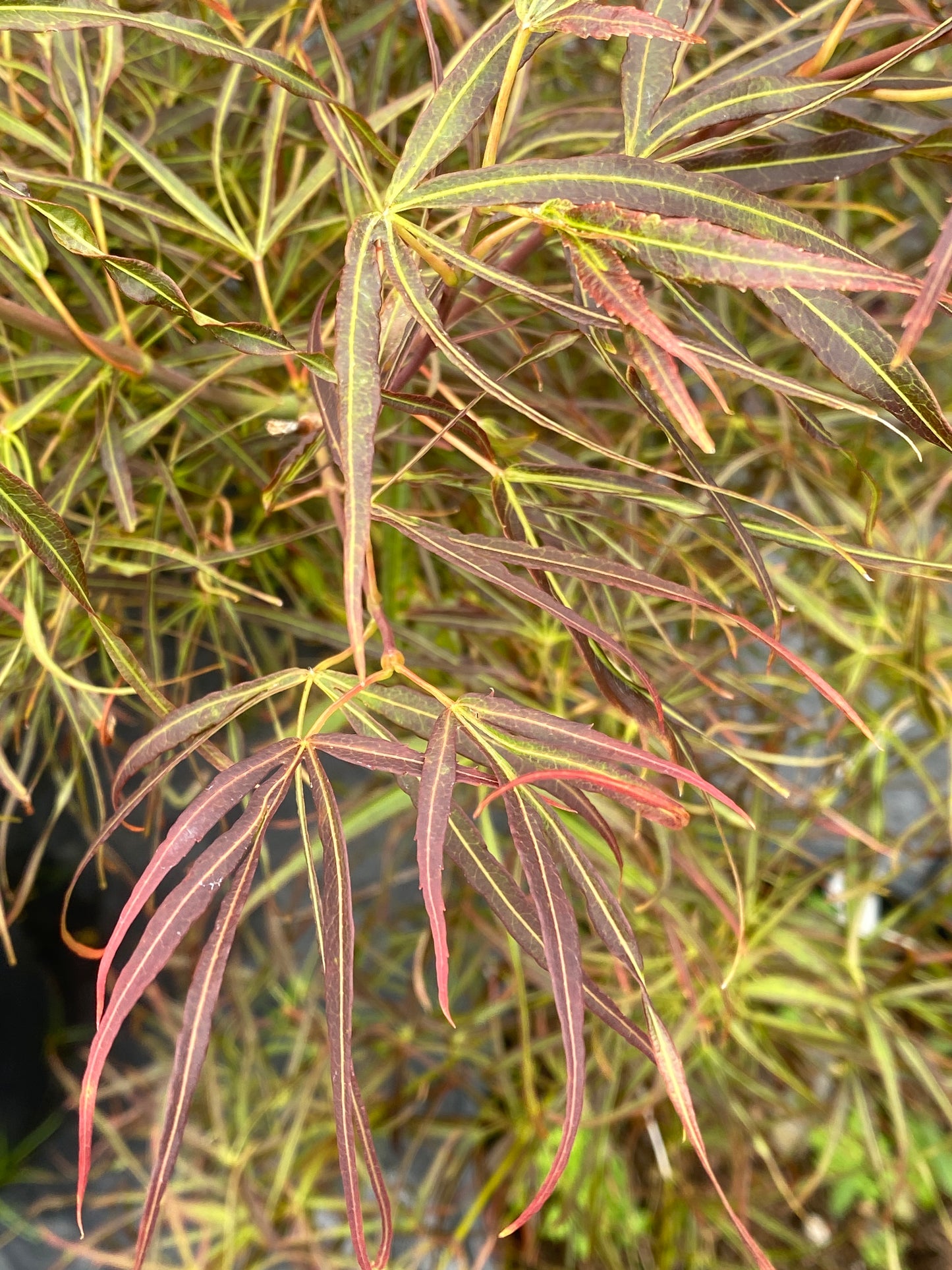 Acer palmatum 'Red Pygmy'