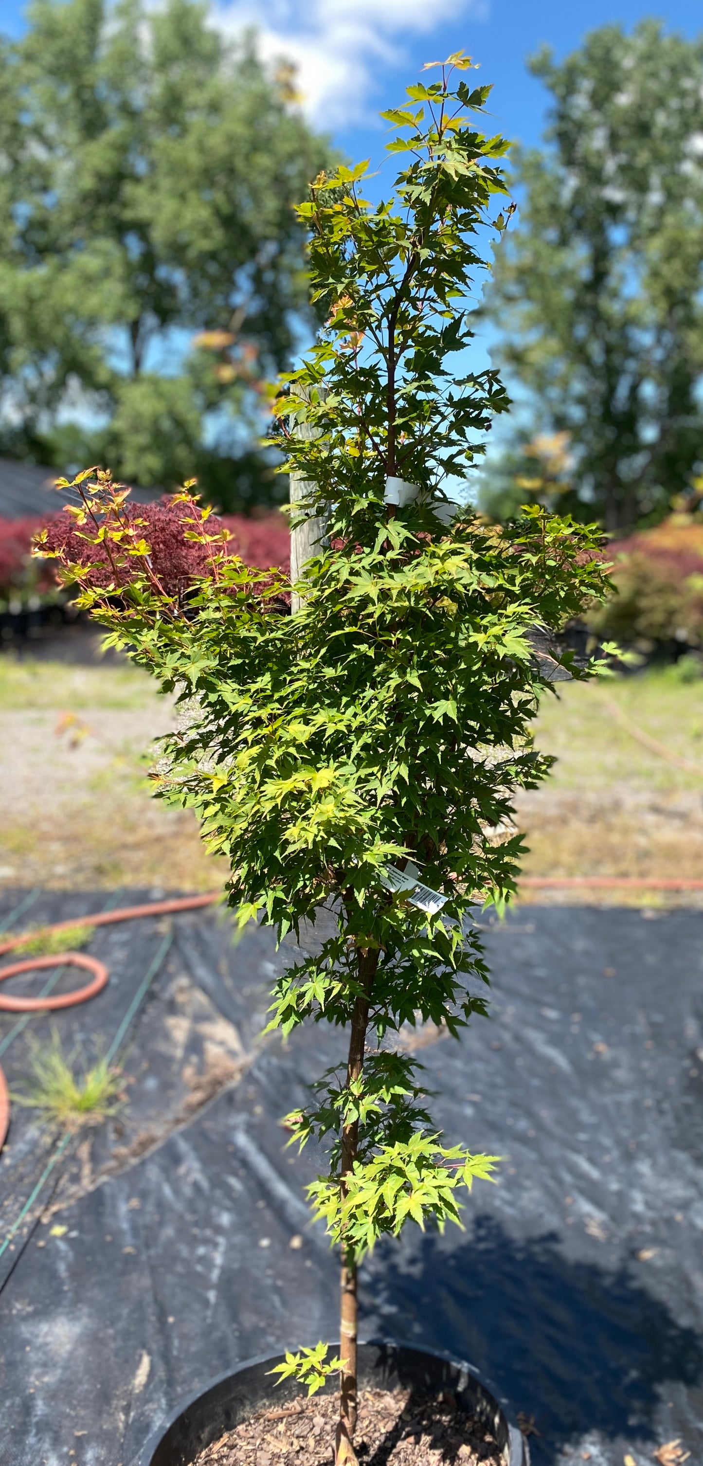 Acer palmatum 'Winter Flame'