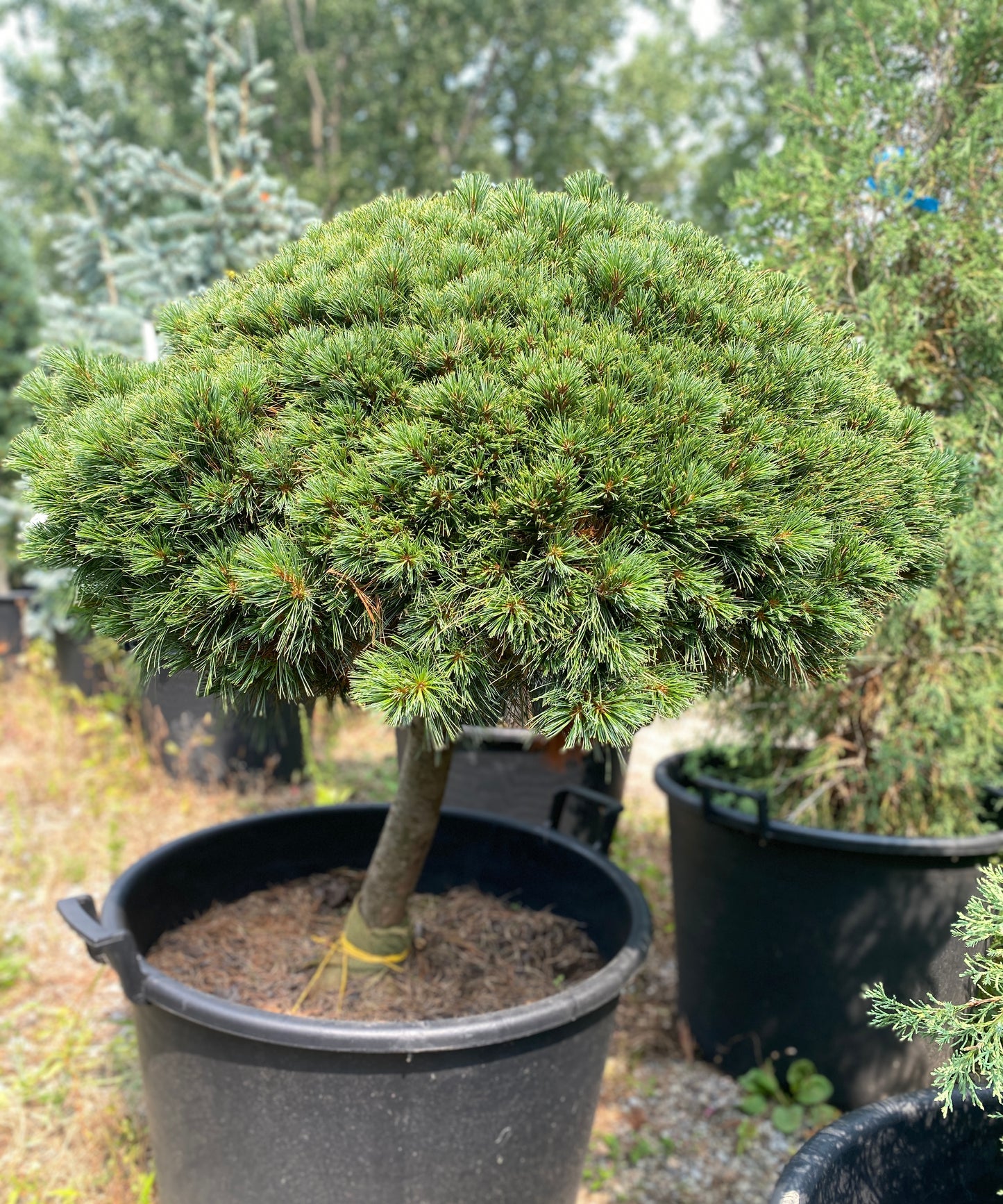 Pinus strobus 'Minuta'
