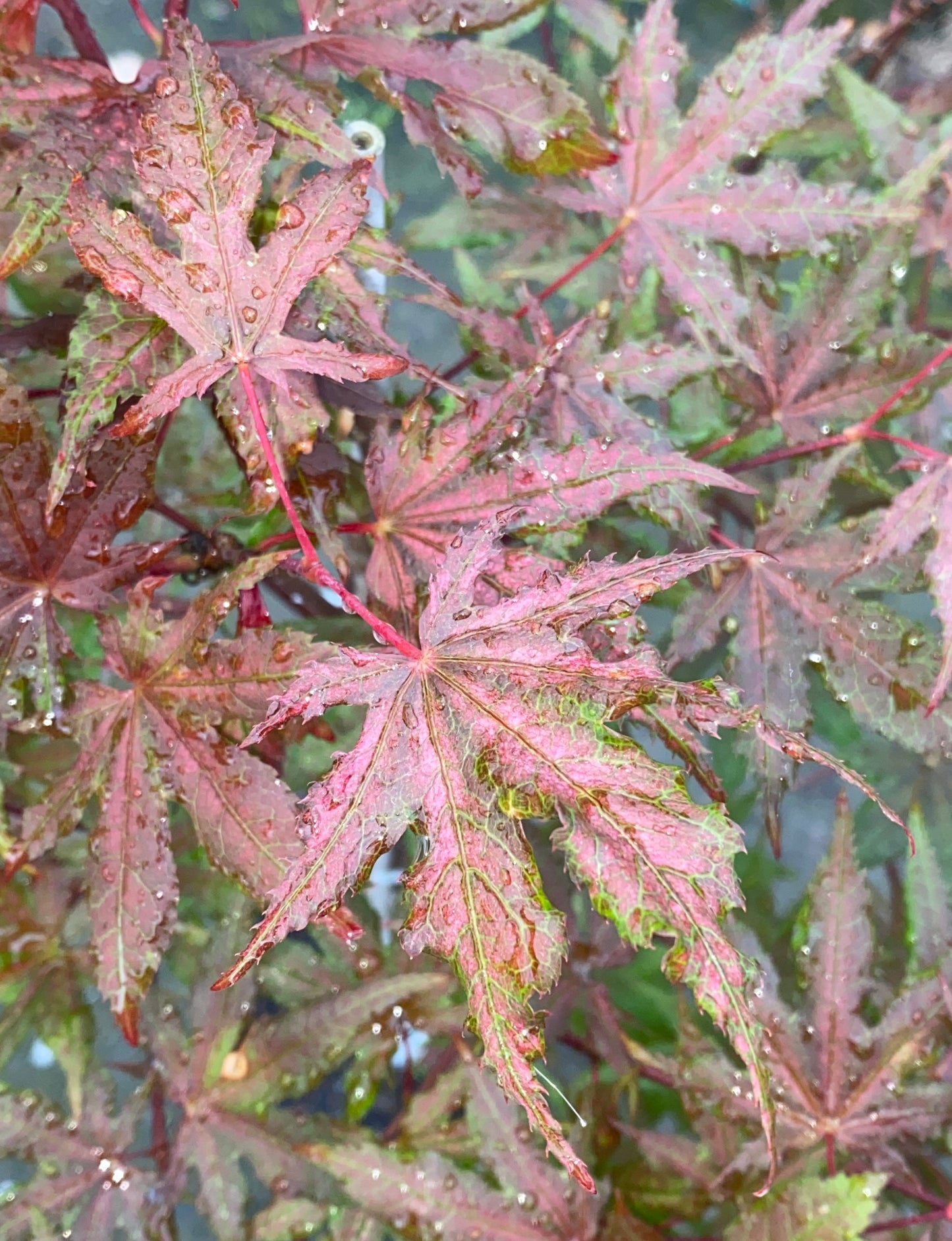 Acer palmatum 'Frosted Purple'