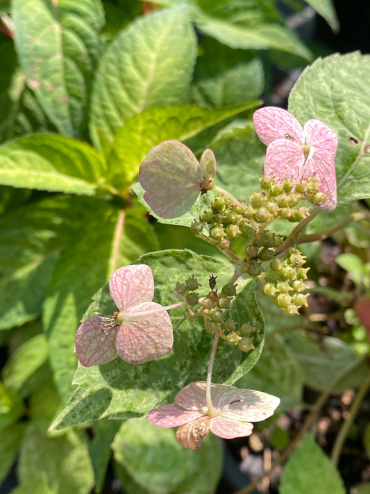Hydrangea serrata 'Kokonoe Yama'