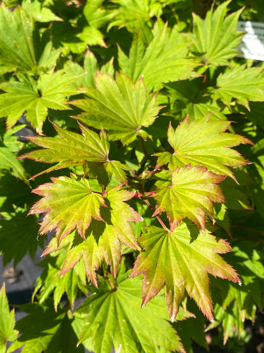 Acer shirasawanum 'Aureum'