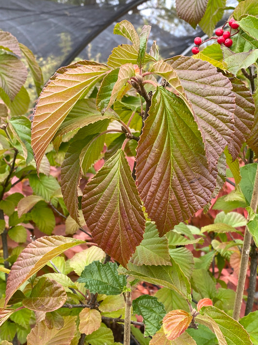Viburnum dilatatum 'Cardinal Candy'
