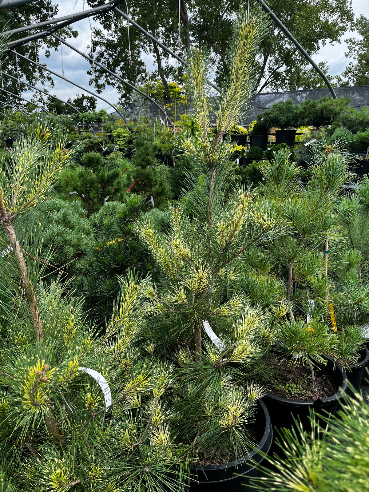 Pinus densiflora 'Burke's Red Variegated'