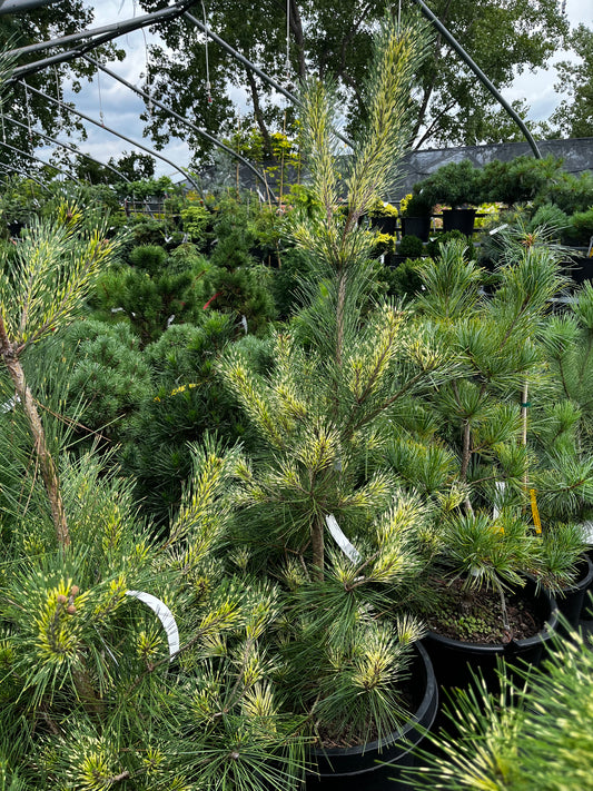 Pinus densiflora 'Burke's Red Variegated'