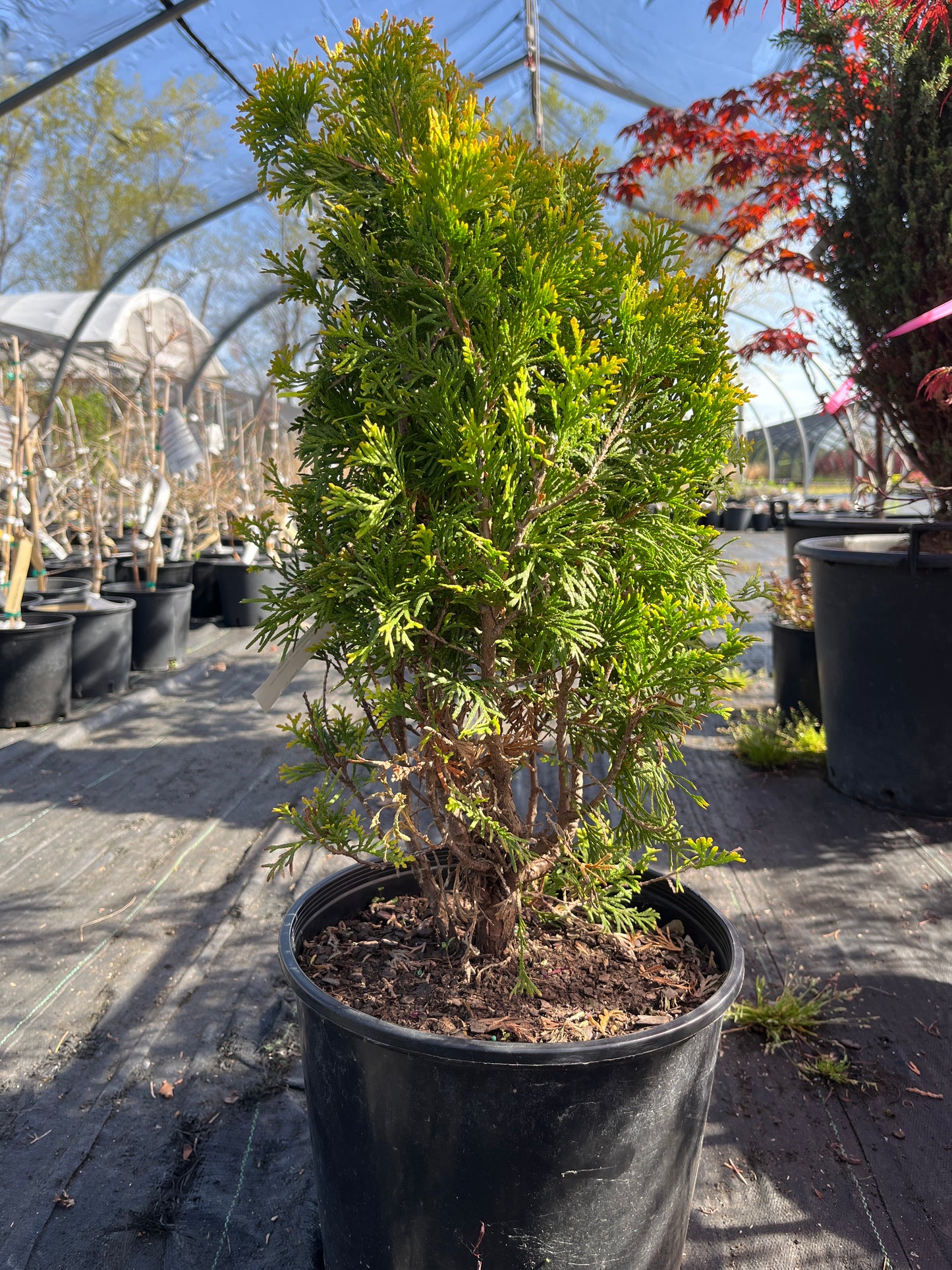 Thuja occidentalis 'Jantar'