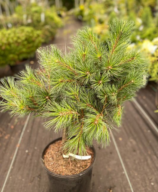Pinus strobus 'Blue Shag'