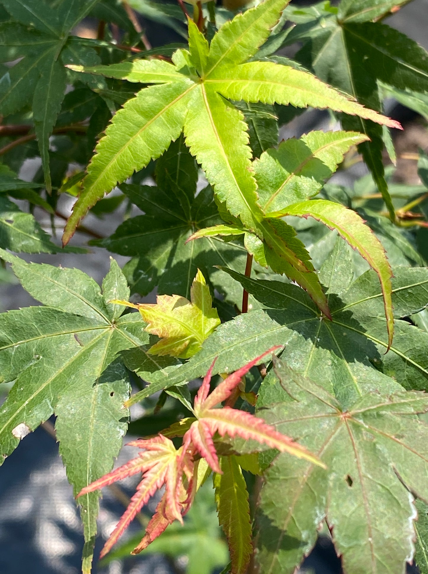 Acer palmatum 'Beni Tsukasa'