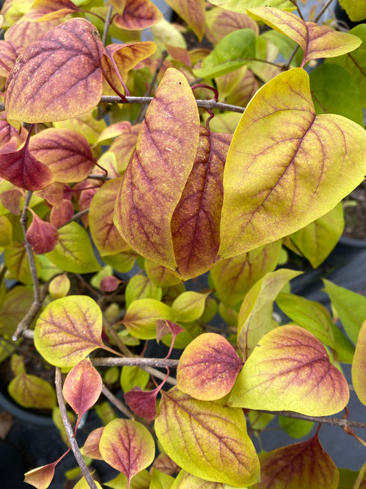 Syringa vulgaris 'Weston's Rainbow'