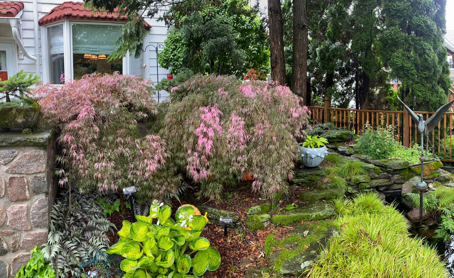 Acer palmatum 'Hana matoi'