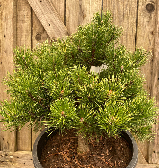 Pinus mugo 'Sunshine'