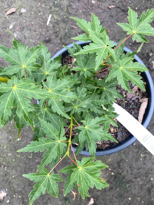 Acer palmatum 'Ojishi'