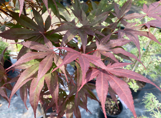 Acer palmatum 'Livy'