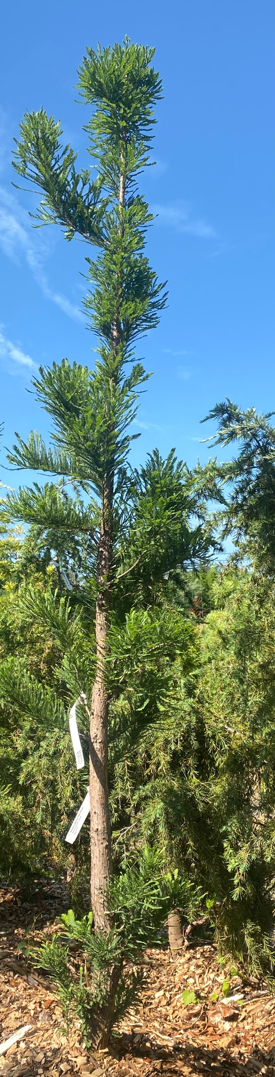 Taxodium distichum 'Peve Minaret'