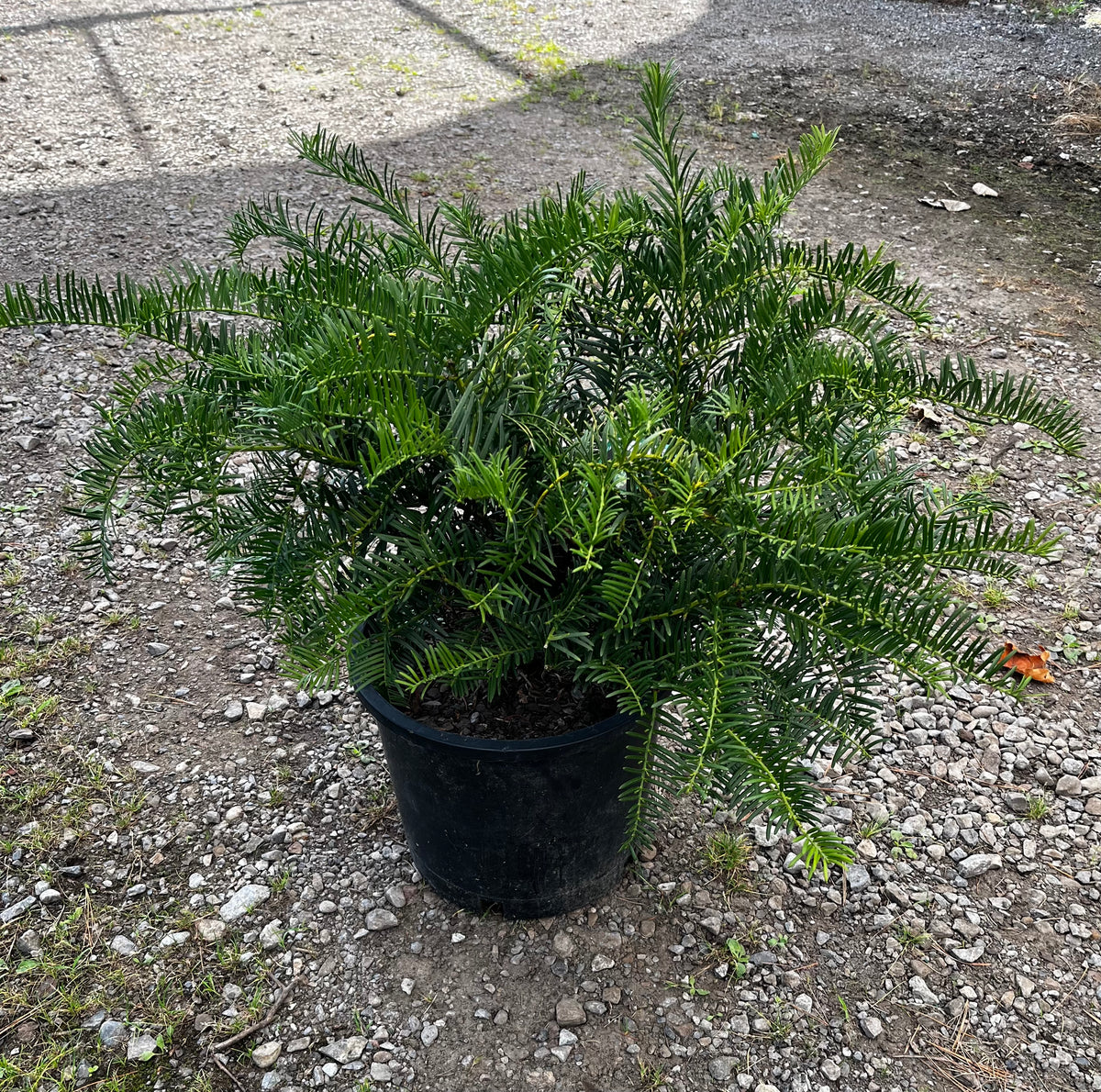 Cephalotaxus harringtonia 'Hedgehog'