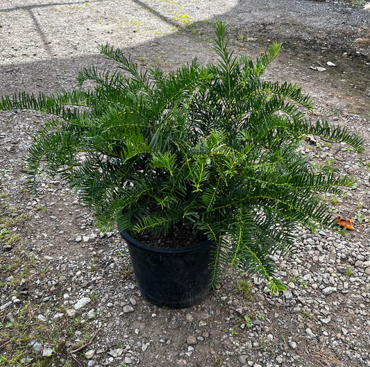 Cephalotaxus harringtonia 'Hedgehog'