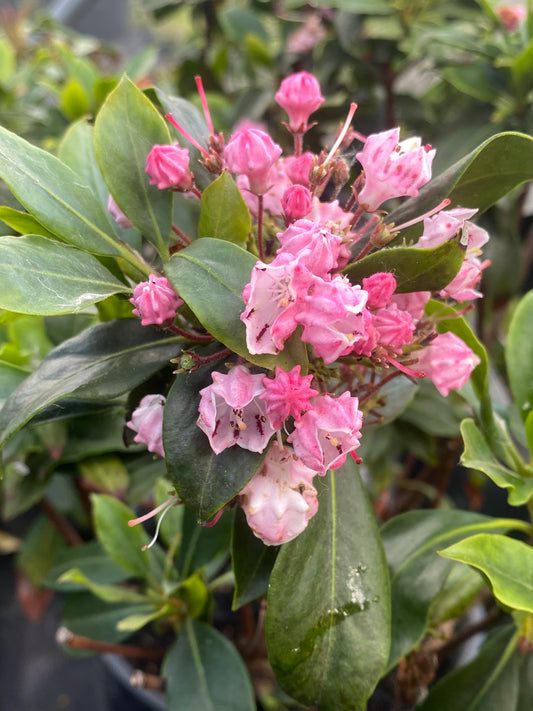 Kalmia latifolia 'Olympic Fire'