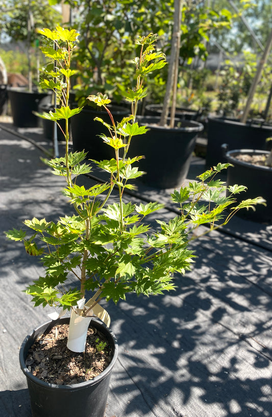 Acer shirasawanum 'Junihitoe'